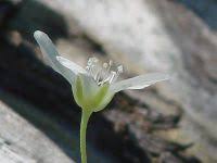 Attēlu rezultāti vaicājumam “Moehringia lateriflora flower”