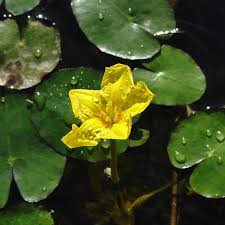 Image result for Seekanne