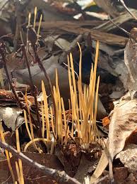 Attēlu rezultāti vaicājumam “Macrotyphula juncea”