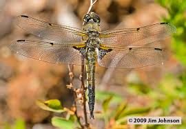 Attēlu rezultāti vaicājumam “Libellula quadrimaculata”