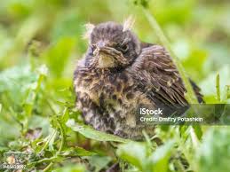 Attēlu rezultāti vaicājumam “Turdus pilaris juvenile”