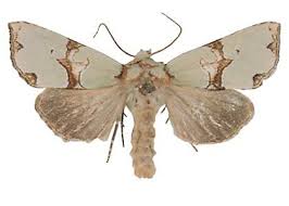 Attēlu rezultāti vaicājumam “Staurophora celsia”