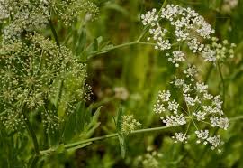 Attēlu rezultāti vaicājumam “Sium latifolium leaf”