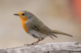 Attēlu rezultāti vaicājumam “Erithacus rubecula”