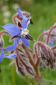 Attēlu rezultāti vaicājumam “Boraginaceae”