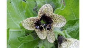 Image result for bilsenkraut