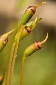 Attēlu rezultāti vaicājumam “Fissidens bryoides sporophyte”