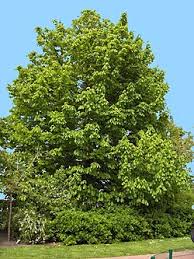 Attēlu rezultāti vaicājumam “Aesculus hippocastanum”