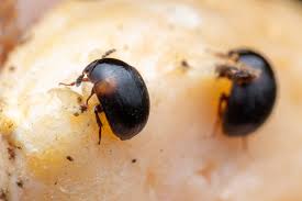 Attēlu rezultāti vaicājumam “Anisotoma humeralis”