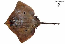 Image result for Rostroraja eglanteria