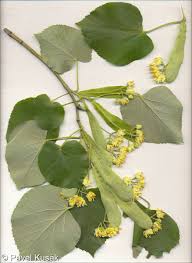 Attēlu rezultāti vaicājumam “Tilia tomentosa flower”