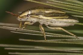 Attēlu rezultāti vaicājumam “Aelia acuminata”