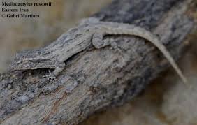 Attēlu rezultāti vaicājumam “Dactylorhiza russowii”