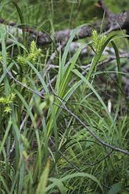 Attēlu rezultāti vaicājumam “Carex paupercula”