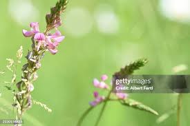 Attēlu rezultāti vaicājumam “Onobrychis arenaria fruit”