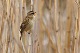 Attēlu rezultāti vaicājumam “Acrocephalus schoenobaenus”