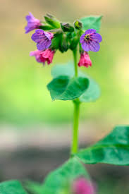 Image result for Pulmonaria officinalis