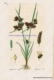 Attēlu rezultāti vaicājumam “Cyperus fuscus”