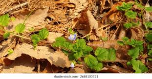 Attēlu rezultāti vaicājumam “Veronica persica flower”