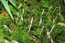 Attēlu rezultāti vaicājumam “Eocronartium muscicola”