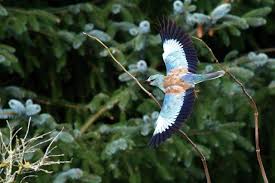 Attēlu rezultāti vaicājumam “Coracias garrulus”