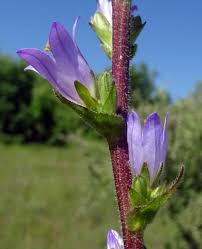 Image result for Campanula moesiaca