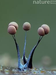 Attēlu rezultāti vaicājumam “Comatricha nigra macro”