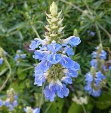 Attēlu rezultāti vaicājumam “Viola uliginosa”