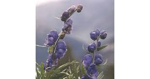 Attēlu rezultāti vaicājumam “Aconitum napellus bud”