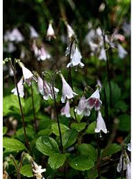 Attēlu rezultāti vaicājumam “Linnaea borealis flower”
