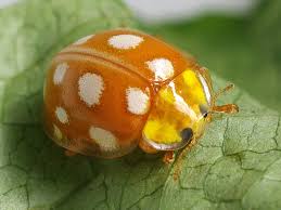 Attēlu rezultāti vaicājumam “Halyzia sedecimguttata”