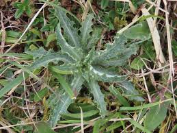 Attēlu rezultāti vaicājumam “Carlina vulgaris”