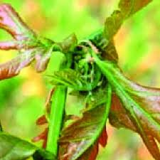 Attēlu rezultāti vaicājumam “Rabdophaga heterobia”