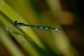 Attēlu rezultāti vaicājumam “Coenagrion armatum male”