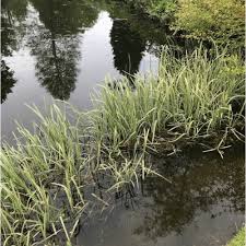 Attēlu rezultāti vaicājumam “Glyceria maxima”