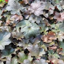 Image result for Heuchera `Palace Purple`