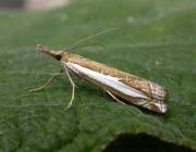 Attēlu rezultāti vaicājumam “Crambus hamella”