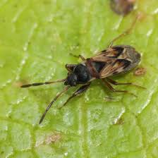 Attēlu rezultāti vaicājumam “Scolopostethus thomsoni”