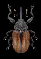 Attēlu rezultāti vaicājumam “Anthonomus phyllocola”