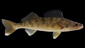 Image result for Sander vitreus