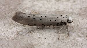 Attēlu rezultāti vaicājumam “Yponomeutidae”