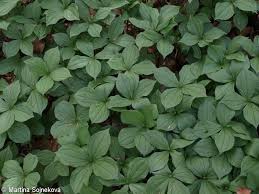 Attēlu rezultāti vaicājumam “Paris quadrifolia”