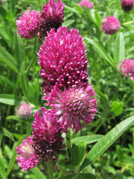 Attēlu rezultāti vaicājumam “Trifolium alpestre flower”
