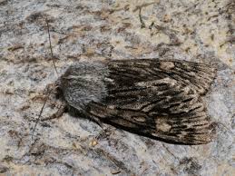 Attēlu rezultāti vaicājumam “Brachionycha nubeculosa”