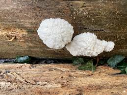 Attēlu rezultāti vaicājumam “Reticularia lycoperdon young”