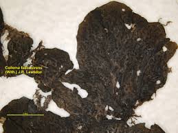 Attēlu rezultāti vaicājumam “Collema flaccidum”