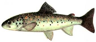 Image result for Salmo ezenami