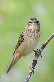 Attēlu rezultāti vaicājumam “Acrocephalus schoenobaenus”