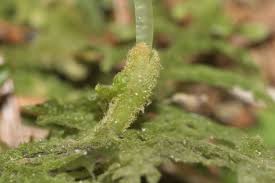 Attēlu rezultāti vaicājumam “Trichocolea tomentella”