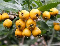 Attēlu rezultāti vaicājumam “Crataegus x macrocarpa fruit”